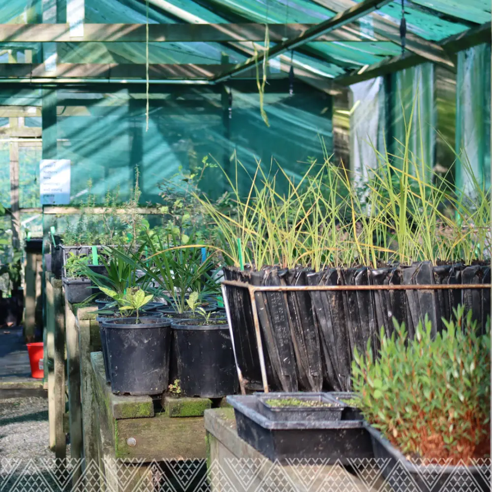 Autumn Plant Sale Post 2 1080x1080px