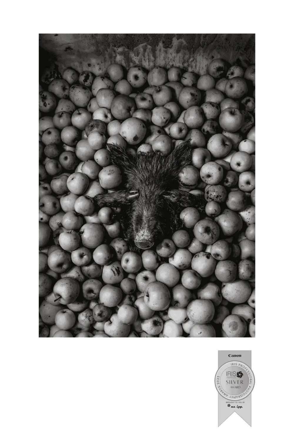 Jess Shirely See No Evil 1490x2235