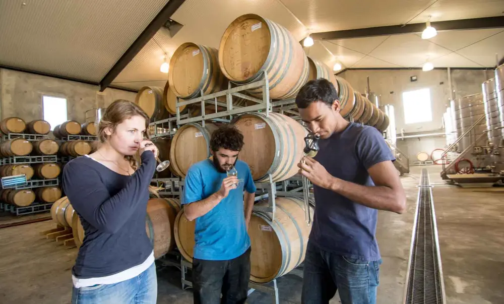 bachelor of viticulture and winemaking