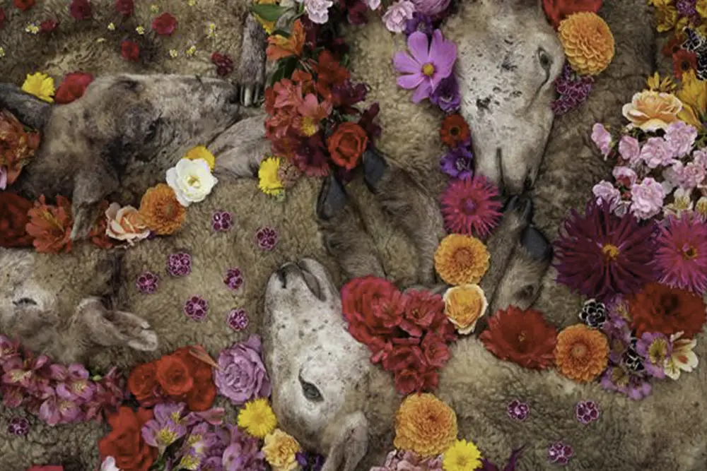 jessFull Width 2235x1490px